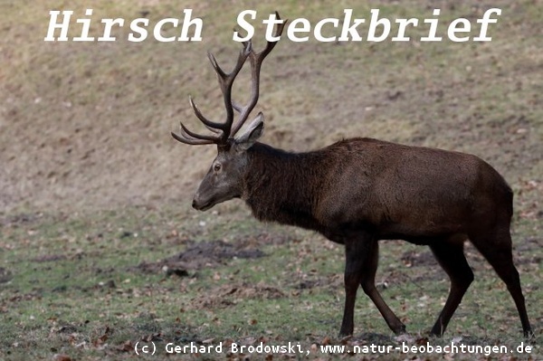 Tiersteckbrief Hirsch/Rothirsch - Bild zum Hirsch-Steckbrief