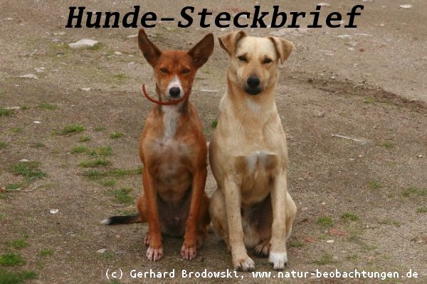 Tiersteckbriefe - Hunde, Katze, Maus, Pferd, Schlange - Größe, Alter, Nahrung