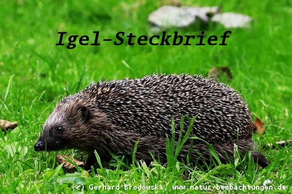 Tiersteckbriefe - Igel, Hund, Katze, Maus, Vögel - Feinde, Alter, Nahrung