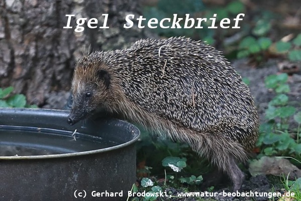 Igel Steckbrief - Feinde, Lebensraum, Größe, Alter, Gewicht