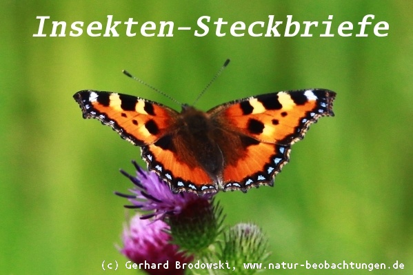 Alles über Steckbriefe - Insekten - Aussehen, Name, Größe, Alter, Merkmale, Flügelspannweite, Lebensraum