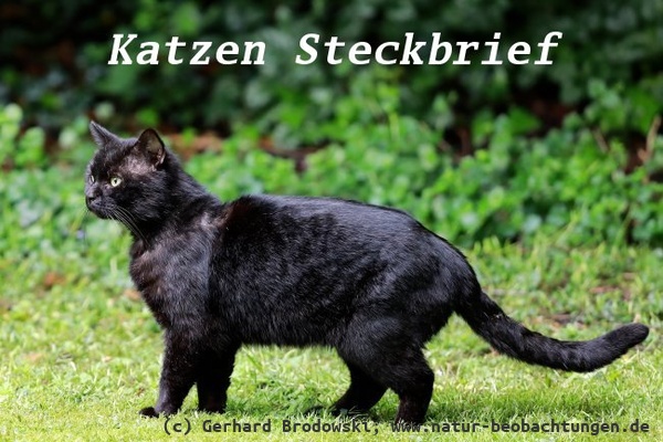 Katzen Steckbrief - Größe, Gewicht, Alter, Nahrung, Feinde, Lebensraum