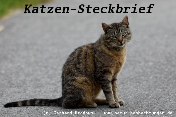 Tiersteckbriefe - Katze, Maus, Hund, Pferd, Schlange - Größe, Alter, Nahrung