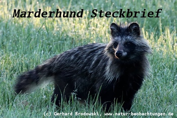 Marderhund Steckbrief - Lebensraum, Vorkommen, Feinde, Größe, Gewicht, Alter