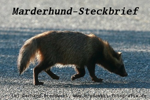 Tiersteckbrief - Bild zum Marderhund-Steckbrief