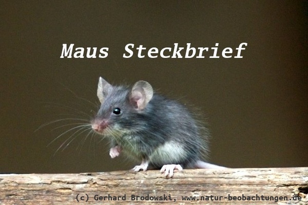 Maus Steckbrief - Größe, Gewicht, Lebensraum, Feinde, Alter