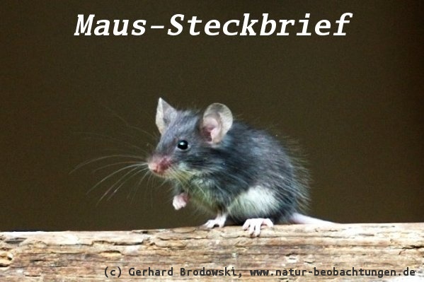 Tiersteckbriefe - Maus, Hund, Katze, Wolf, Schwein - Größe, Alter, Nahrung