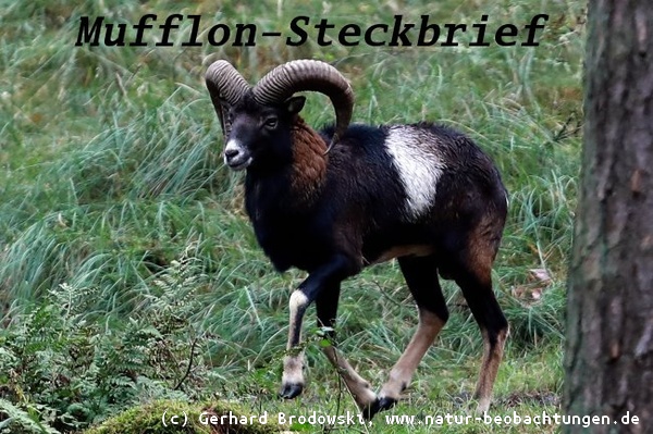 Tiersteckbrief - Bild zum Aussehen Europäischen Mufflon-Steckbrief