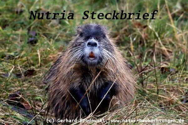 Nutria Steckbrief - Größe, Gewicht, Alter, Lebensraum, Feinde