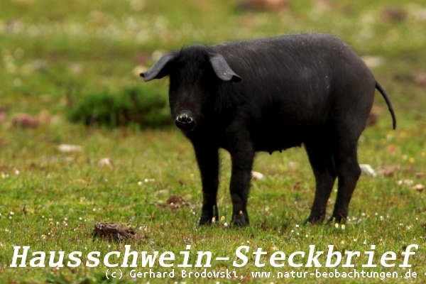 Tiersteckbriefe - Schwein, Pinguin, Katze, Maus, Vögel - Feinde, Alter, Nahrung