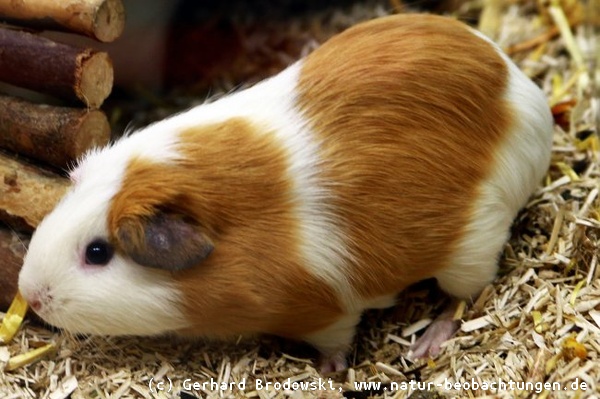 Tiersteckbriefe - Meerschweinchen, Hund, Katze, Maus, Vögel - Feinde, Alter,  Nahrung