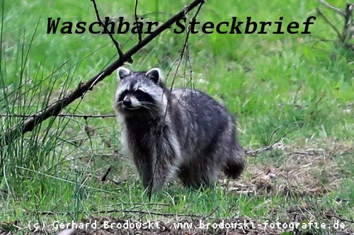 Tiersteckbrief - Bild zum Waschbär-Steckbrief