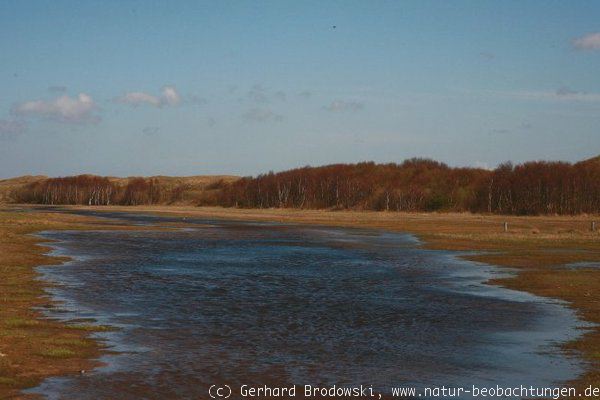 Feuchtgebiet im Naturschutzgebiet auf Texel