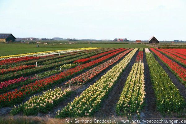 Tulpen auf Texel