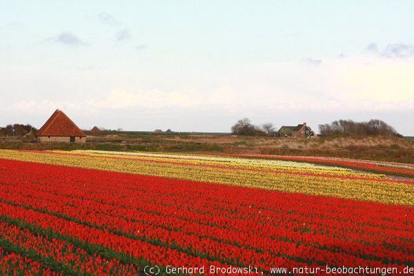 Tulpenfeld auf Texel in Holland