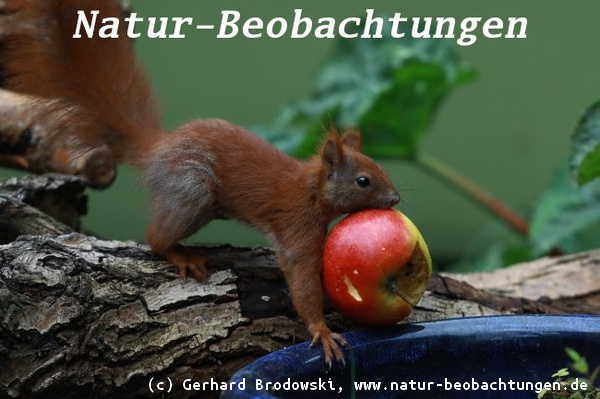 Eichhörnchen rollt einen Apfel durch den Garten