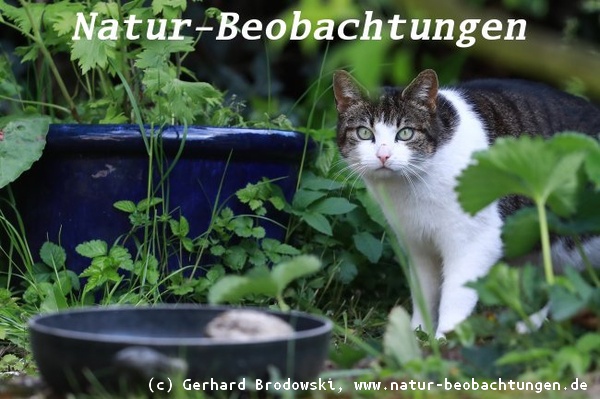 Katze im Garten beobachten