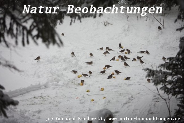 Drosseln fressen im Winter gerne Äpfel