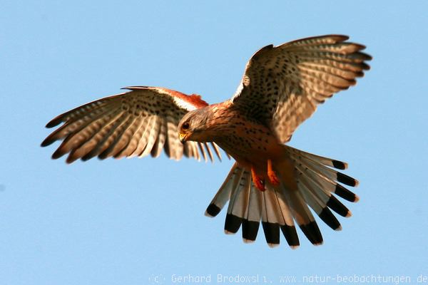 Turmfalke