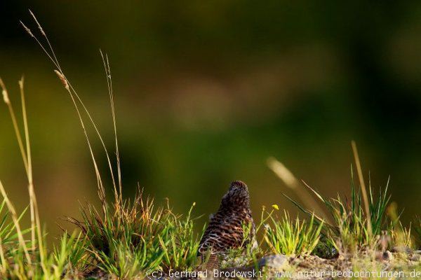 Junger Turmfalke hält Ausschau nach Schwalben