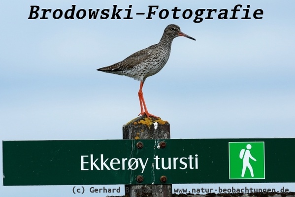 Die Touristen werden vom Rotschenkel in Ekkeroy empfangen
