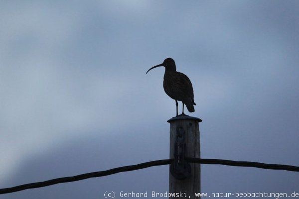 Regenbrachvogel