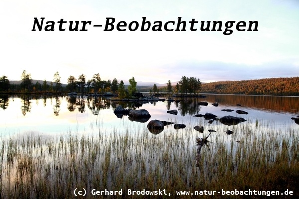 Natur-Beobachtungen in Norwegen