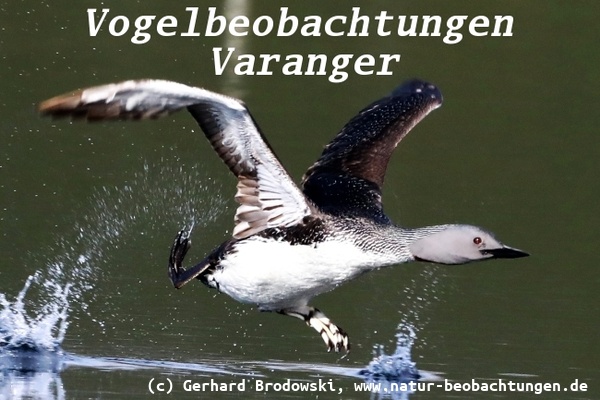 Vogelbeobachtungen in Norwegen - Sterntaucher