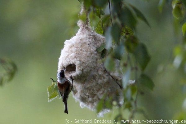 Beutelmeisen-Nest in einer Birke