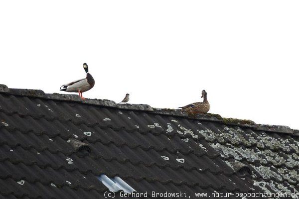 Stockenten auf einem Dach in Hamburg Wilhelmsburg