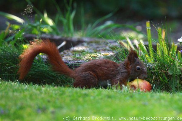 Eichhörnchen frisst Apfel