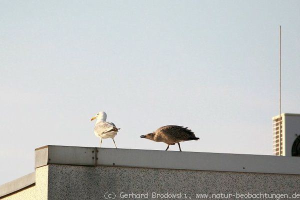 Dachbrut der Silbermöwe im Hafen