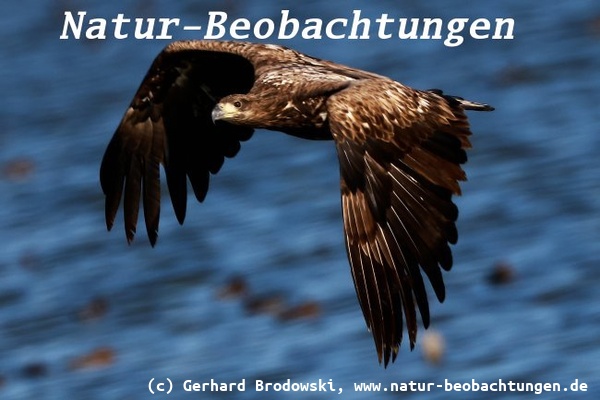 Bild zu Vögel in Schweden - Seeadler am Hornborgasee