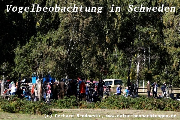 Vogelbeobachtung am Campingplatz von Falsterbo