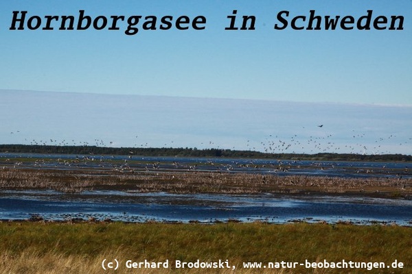 Vogelbeobachtung am Hornborgasee in Schweden