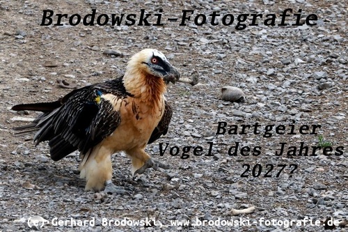Wie heißt der Vogel des Jahres 2027 - Bartgeier?
