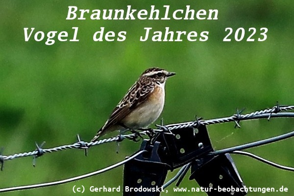 Braunkehlchen Vogel des Jahres 2023