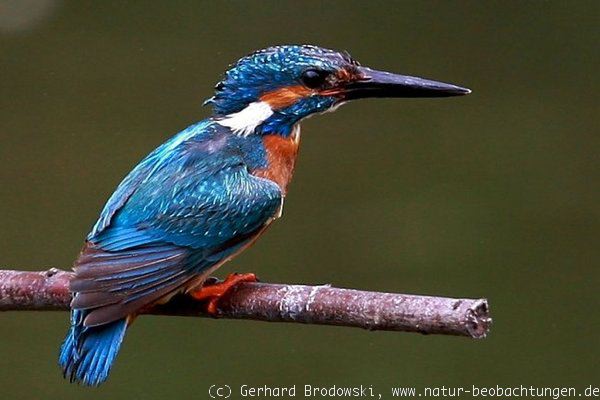 Eisvogel Vogel des Jahres 2009