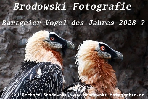 Wie heißt der Vogel des Jahres 2028 - Bartgeier?