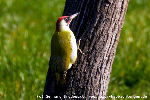 Grünspecht Vogel des Jahres 2014