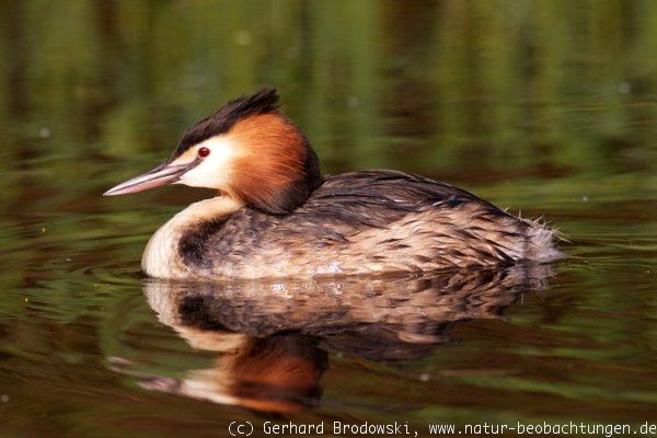 Haubentaucher Vogel des Jahres 2001