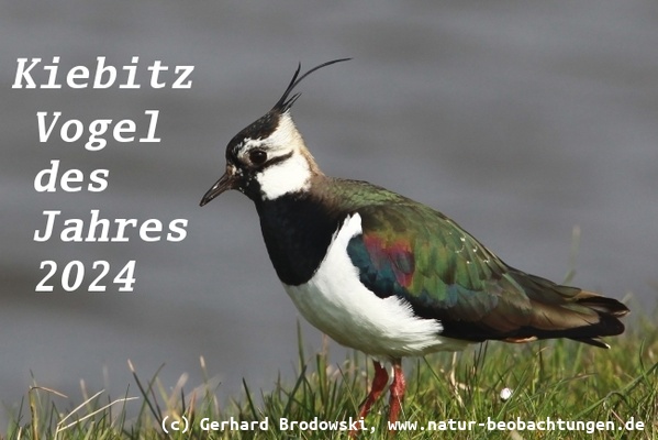 Bild zum Kiebitz - Vogel des Jahres 2024