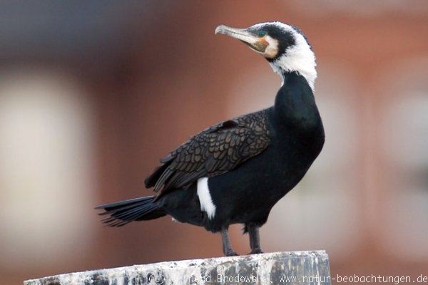 Kormoran Vogel des Jahres 2010