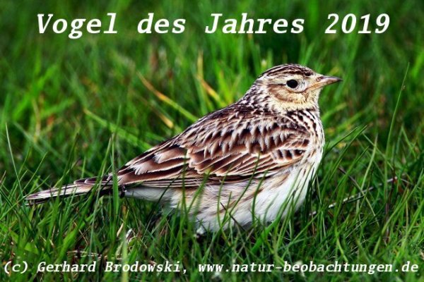 Feldlerche Vogel des Jahres 2019