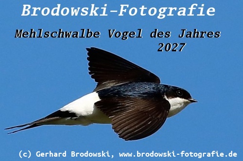 Mehlschwalbe Vogel des Jahres 2027