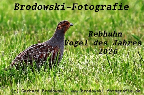 Rebhuhn Vogel des Jahres 2026