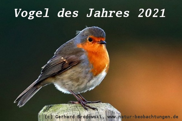 Rotkehlchen Vogel des Jahres 2021