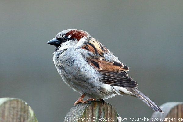 Haussperling Vogel des Jahres 2002