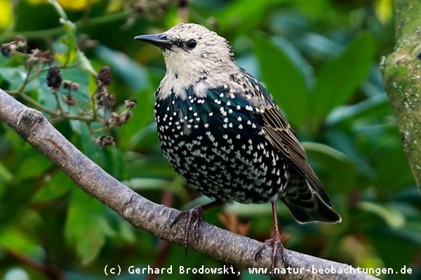 Star Vogel des Jahres 2018