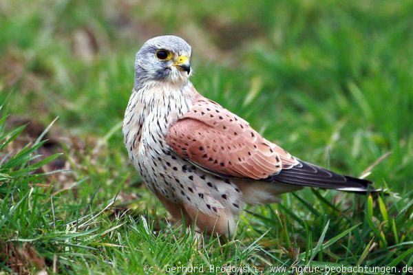 Turmfalke Vogel des Jahres 2007